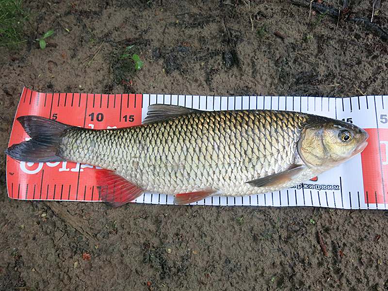 Голавль рыба голавль. Хайра тини. Голавль. Голавль максимальный вес. Голавль 600 грамм.