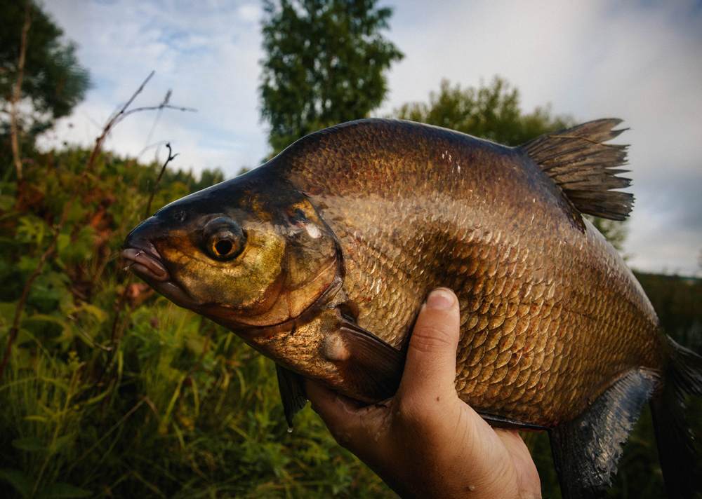Лещ и нерест: о чем нужно помнить рыболову?