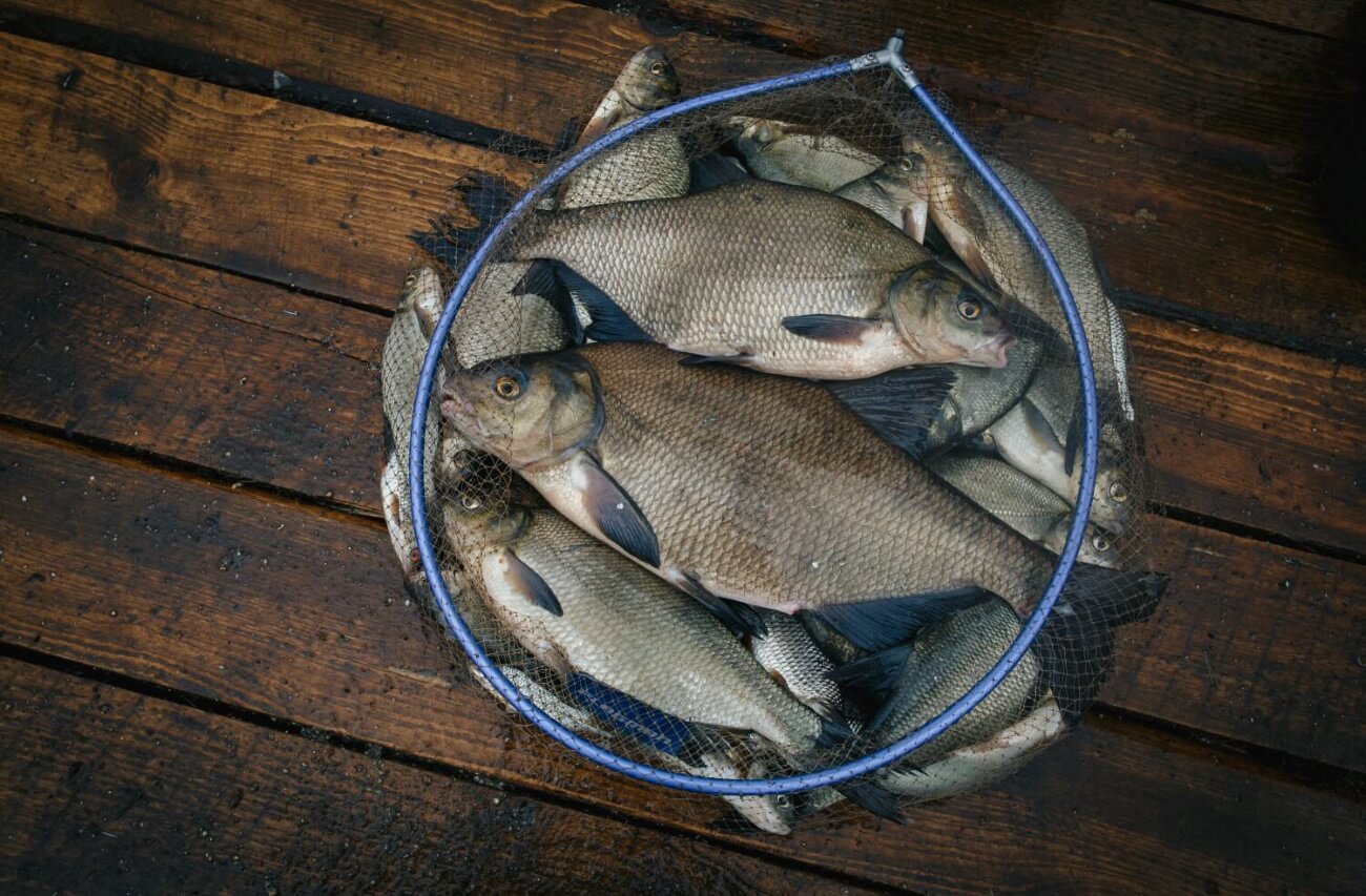 Фидер на озере и водохранилище: пять советов для успешной рыбалки