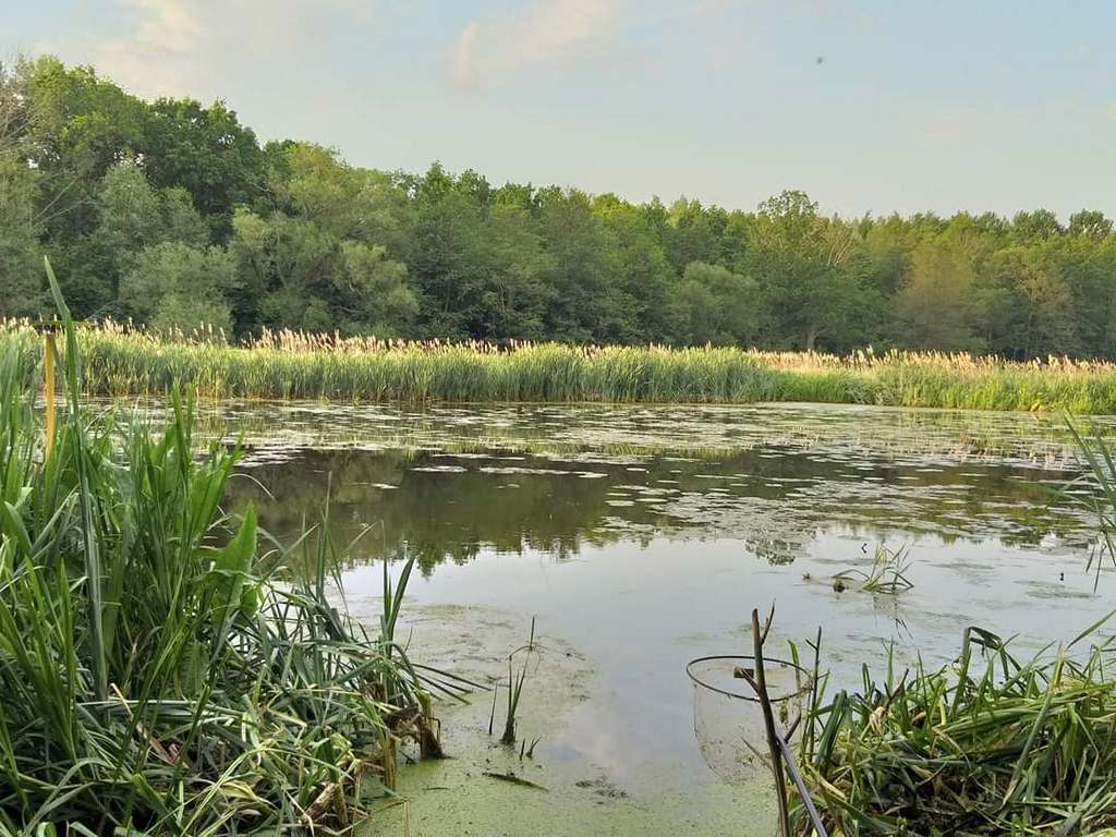 Быстрая рыбалка матчем на заросших травой речках и небольших болотистых старицах