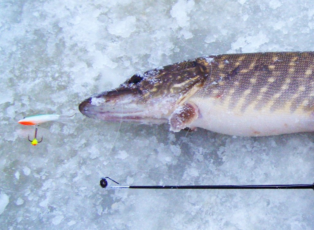 Щука на льду с балансиром