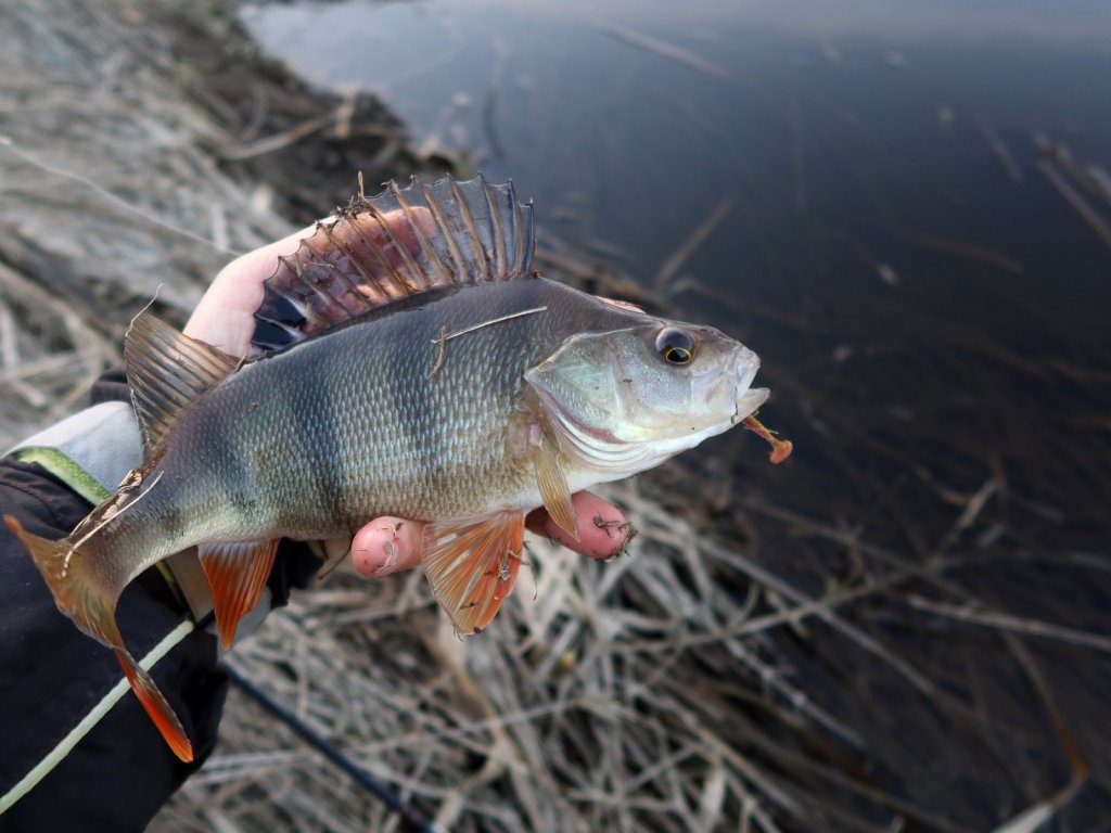 Хороший весенний окунь