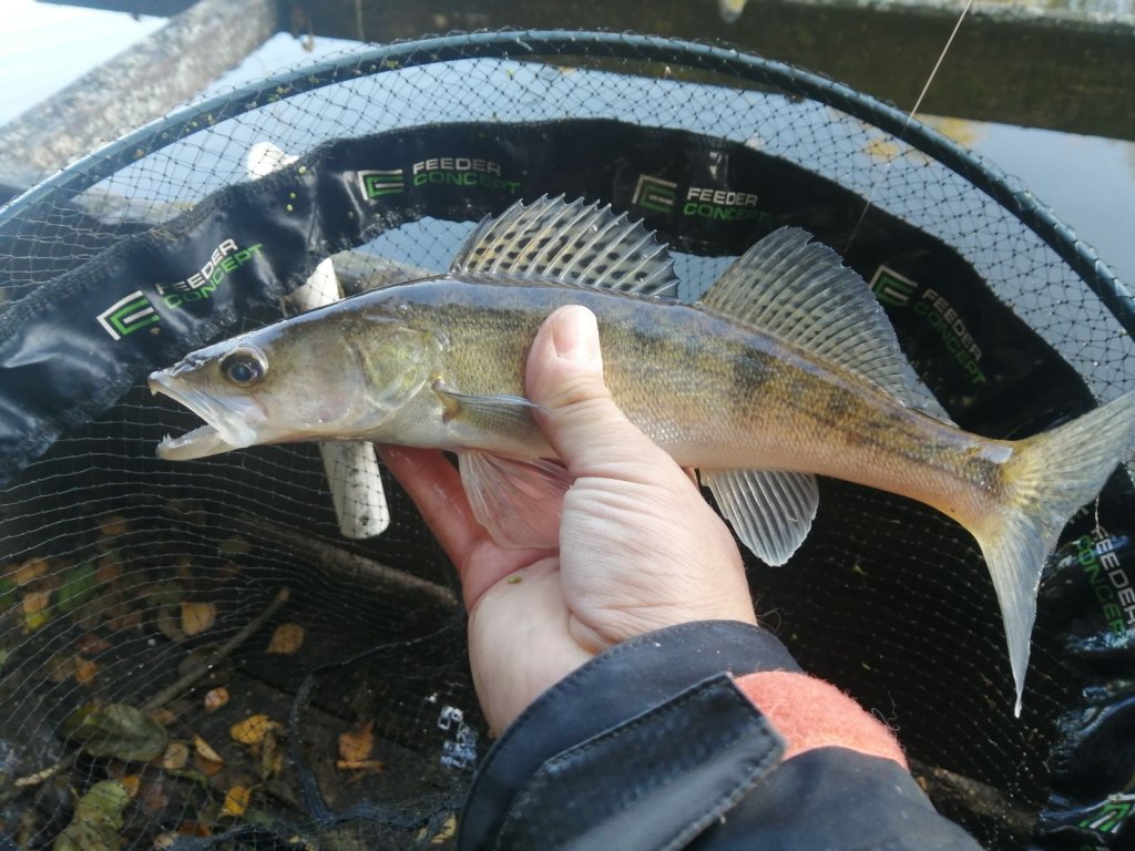 Небольшой судак в руках рыбака Небольшой судак в руках рыбака