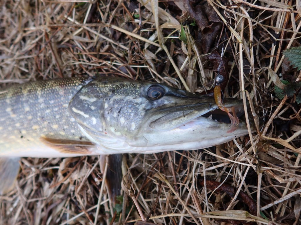 Щука клюнула на мелкую силиконку