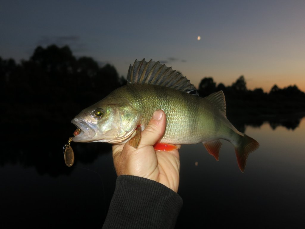 Окунь на вечерней реке