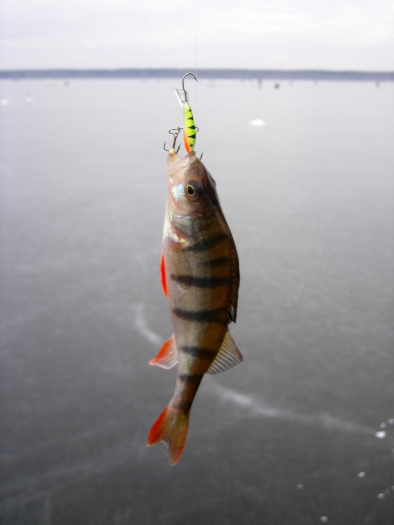 Окунь и балансир "под окуня"