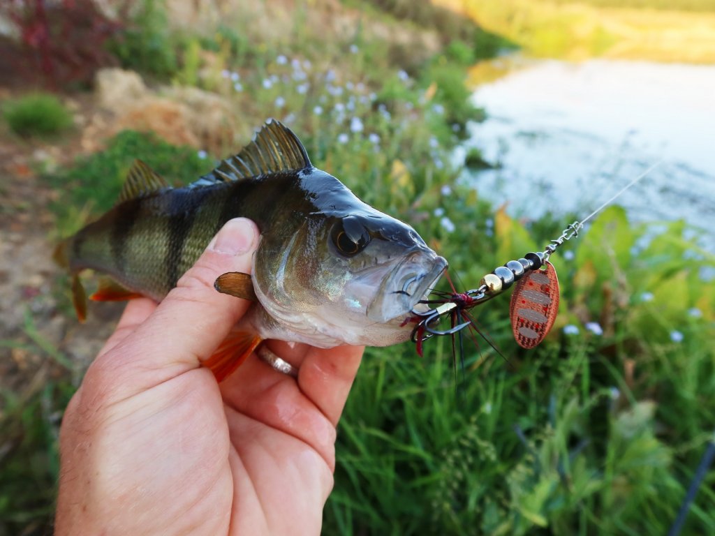 Окунь пойман на медную вертушку