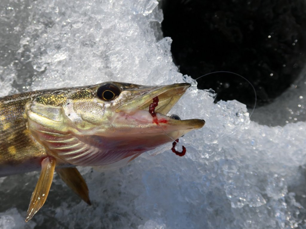 Щука клюнула на балду