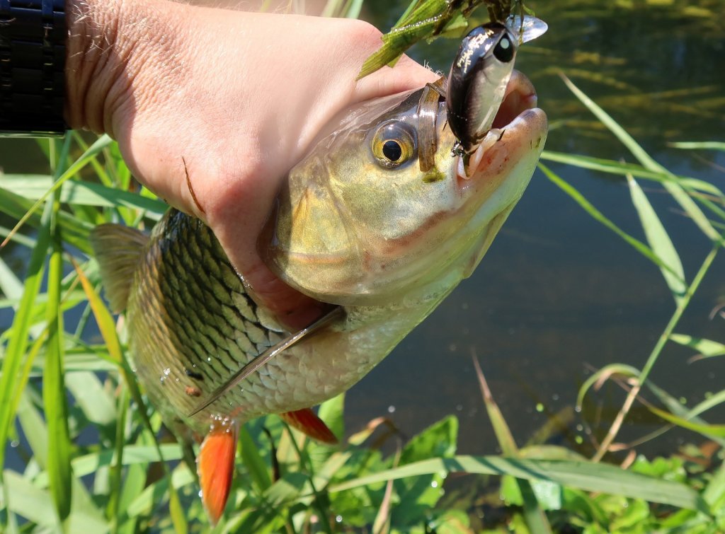 Голавль клюнул на мелководный воблер