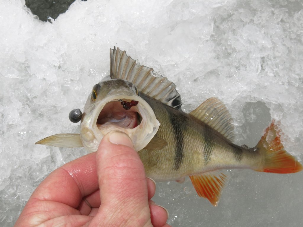 Крупный окунь с балдой во рту