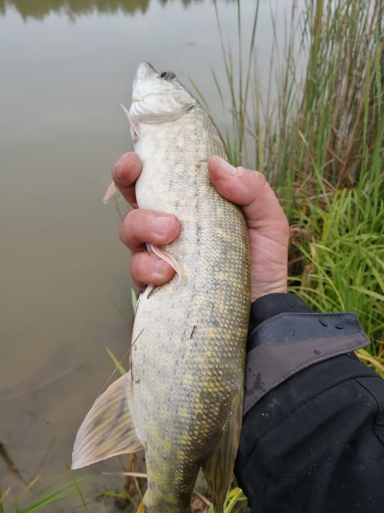 Щука в руке рыболова после поимки на ультралайт на фоне водоема