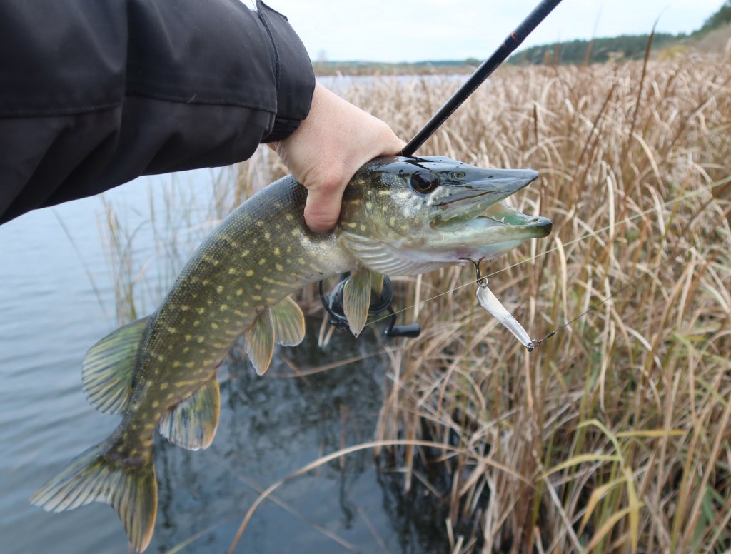 Щука клюнула на колебалку
