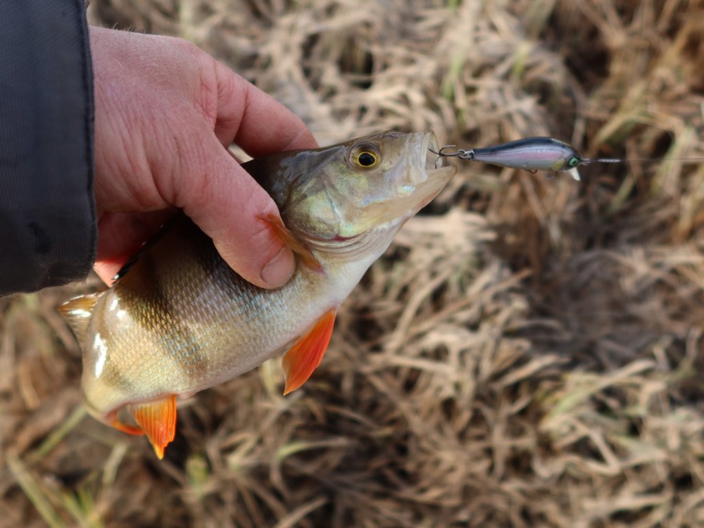 Окунь на небольшой воблер