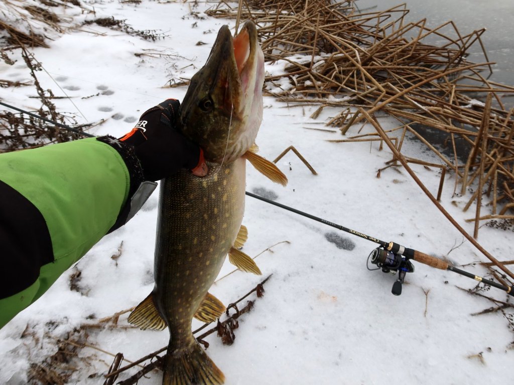 Щука поймана зимой