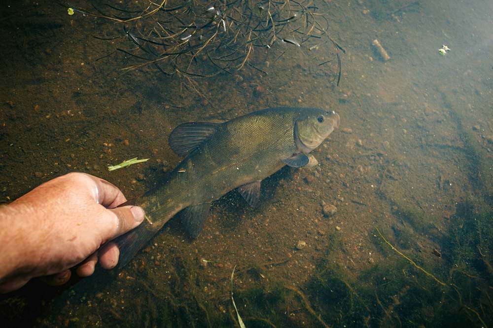 как ловить линя 0005.JPG