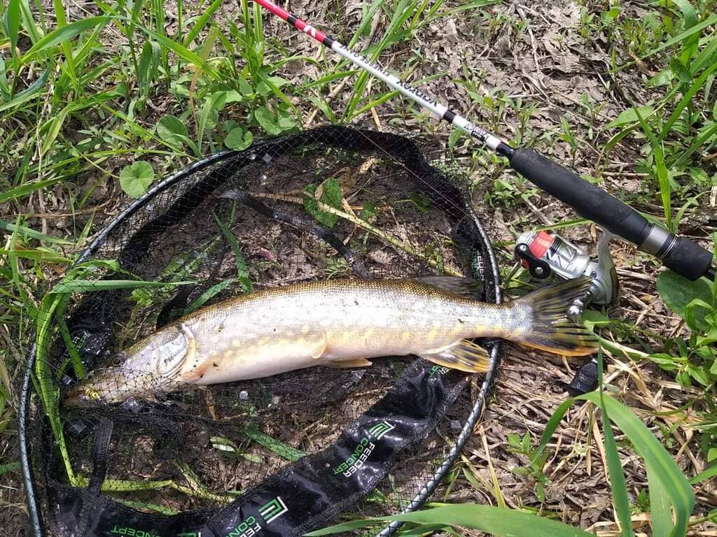 Щука в подсачеке после поимки на ультралайт