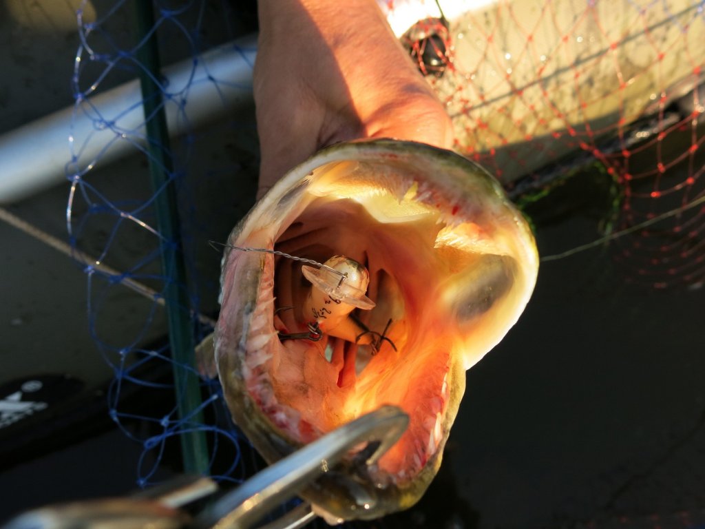 Воблер глубоко у щуки в пасти