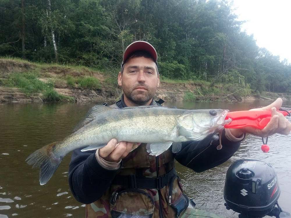 судак - биология места обитания и поведение 00007.JPG