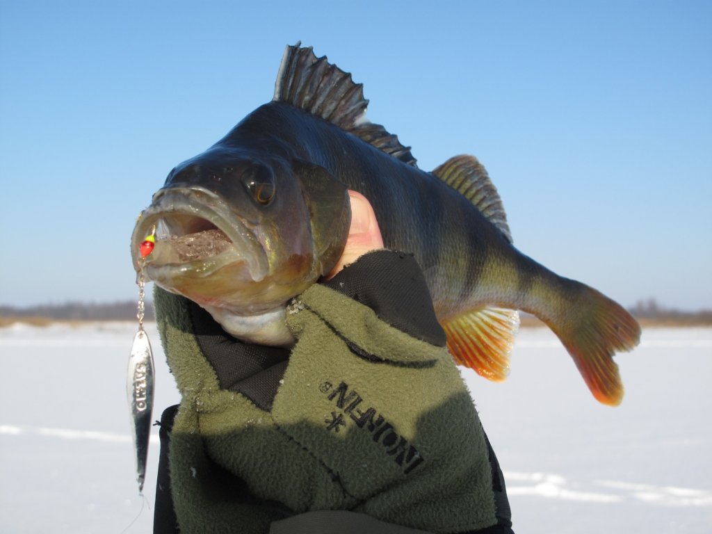 Хороший окунь на блесну Хороший окунь на блесну