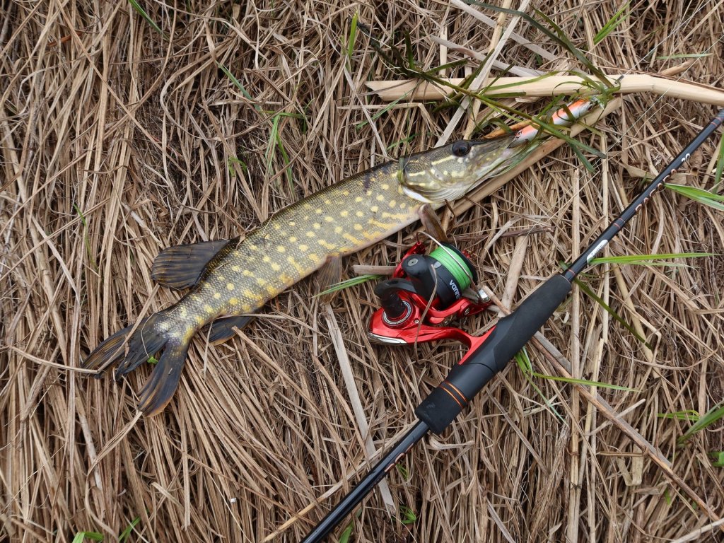 Щука поймана на воблер спиннингом с катушкой Lucky John Vanrex Spin 5