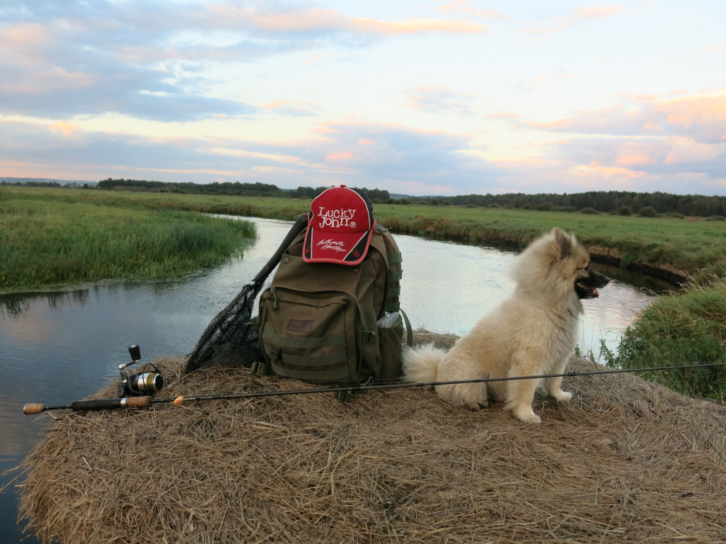 Спиннинг, рыбловный рюкзак и собака на обрывистом речном берегу