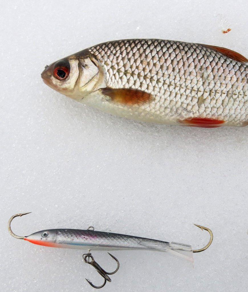 Плотва и балансир натуральной расцветки Плотва и балансир натуральной расцветки