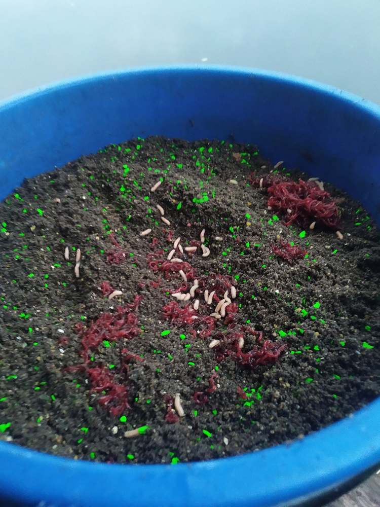 Готовая фидерная прикормка с добавлением мотыля