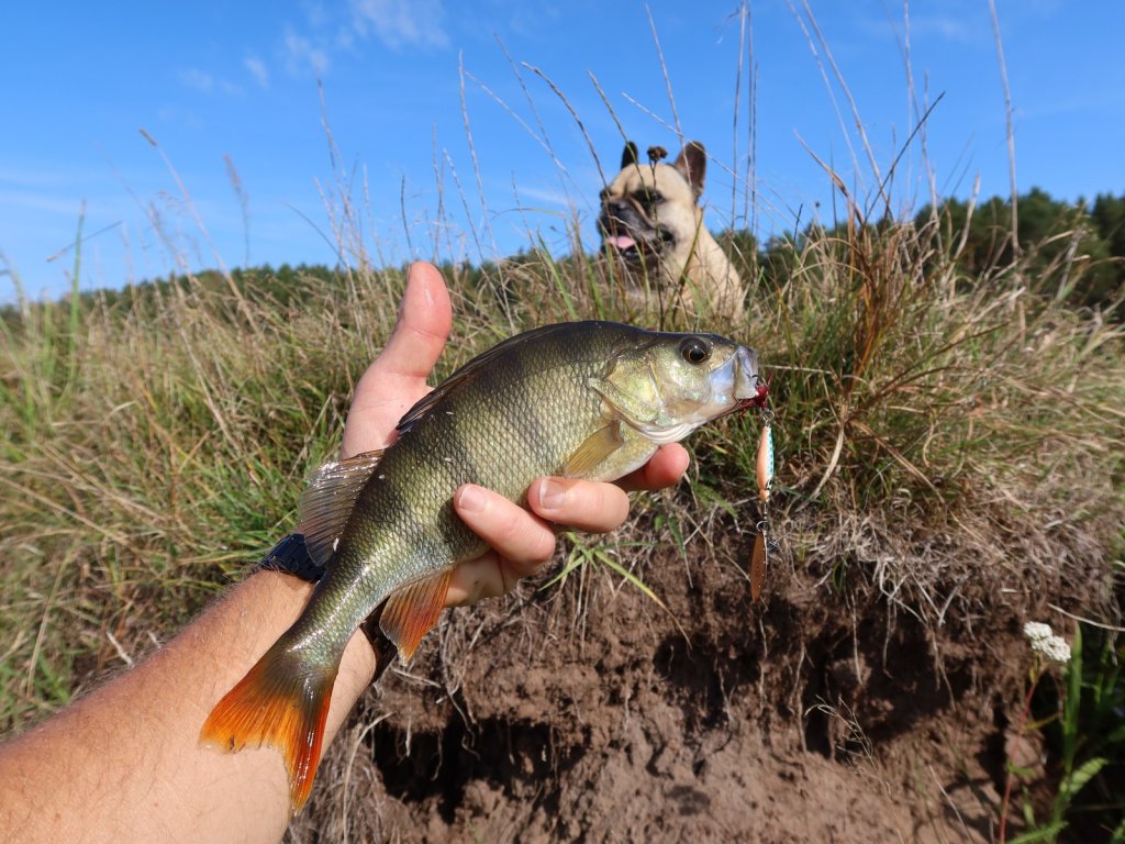 Окунь любит вертушку
