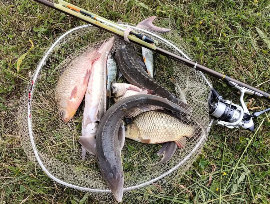 Улов в садке и удилище Salmo Diamond Bolognese Light MF 4.0