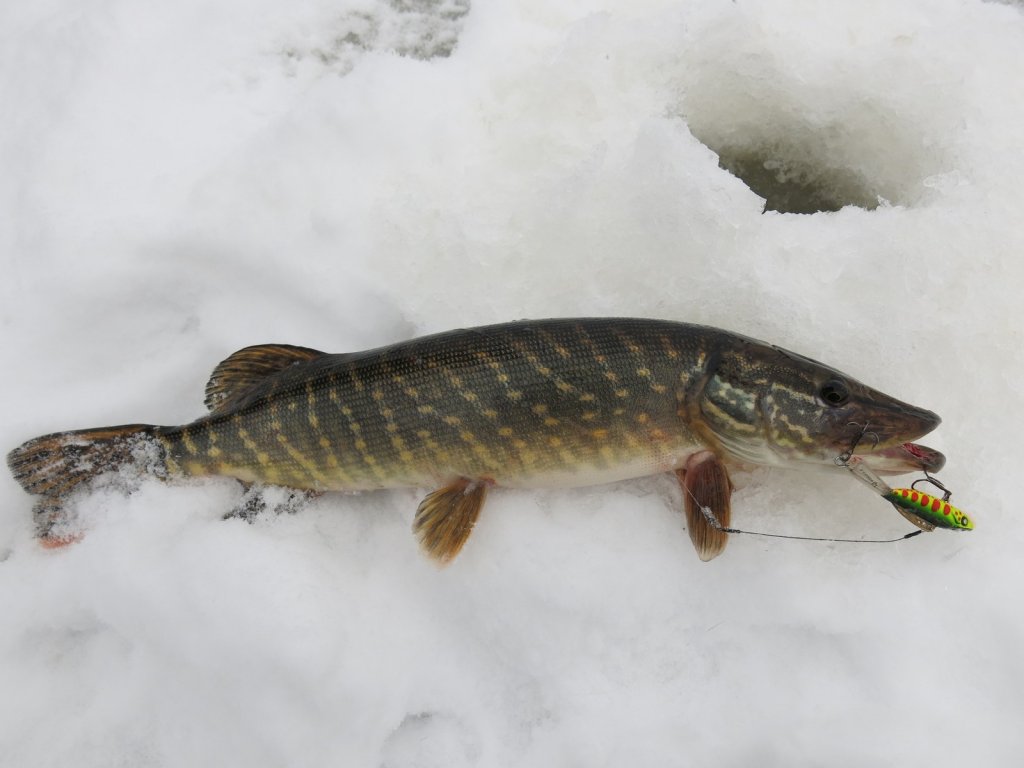 Щука на кислотный балансир