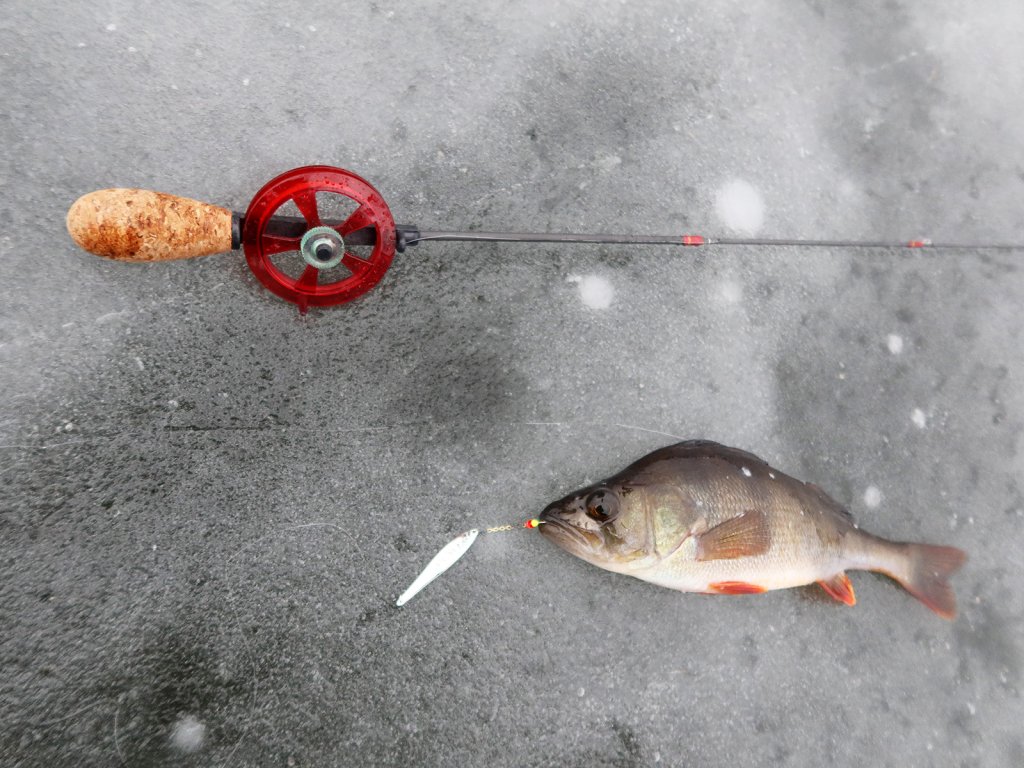 Окунь и удочка для ловли на блесну