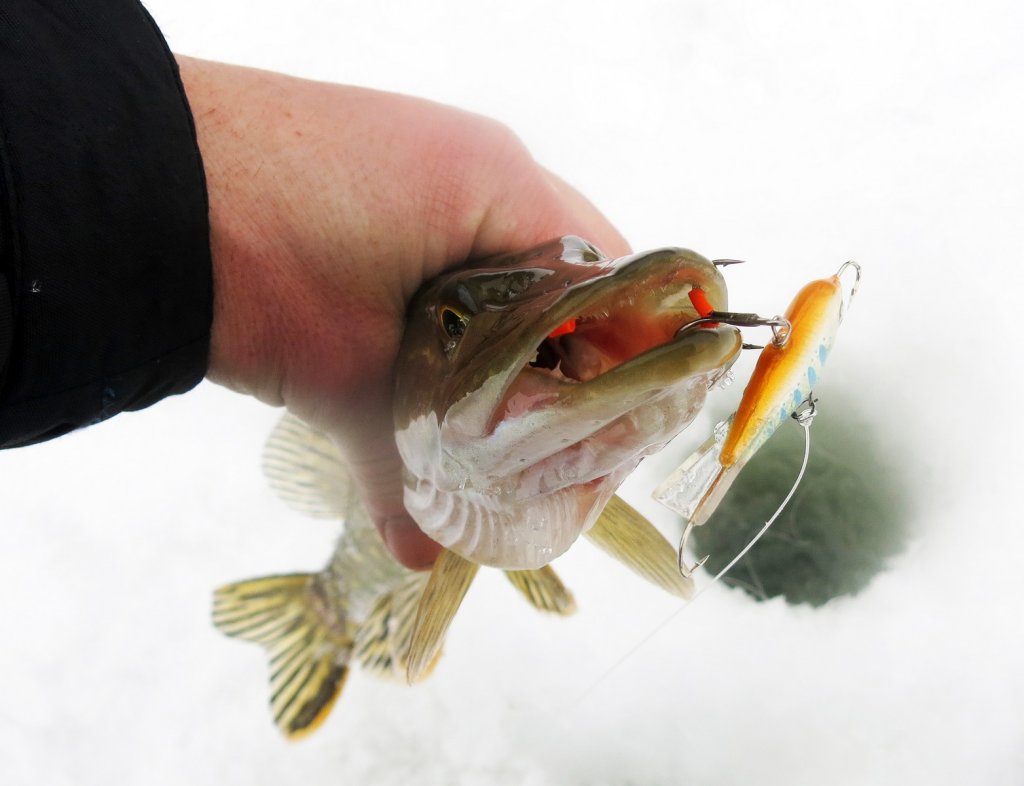 Щука с балансиром в руке