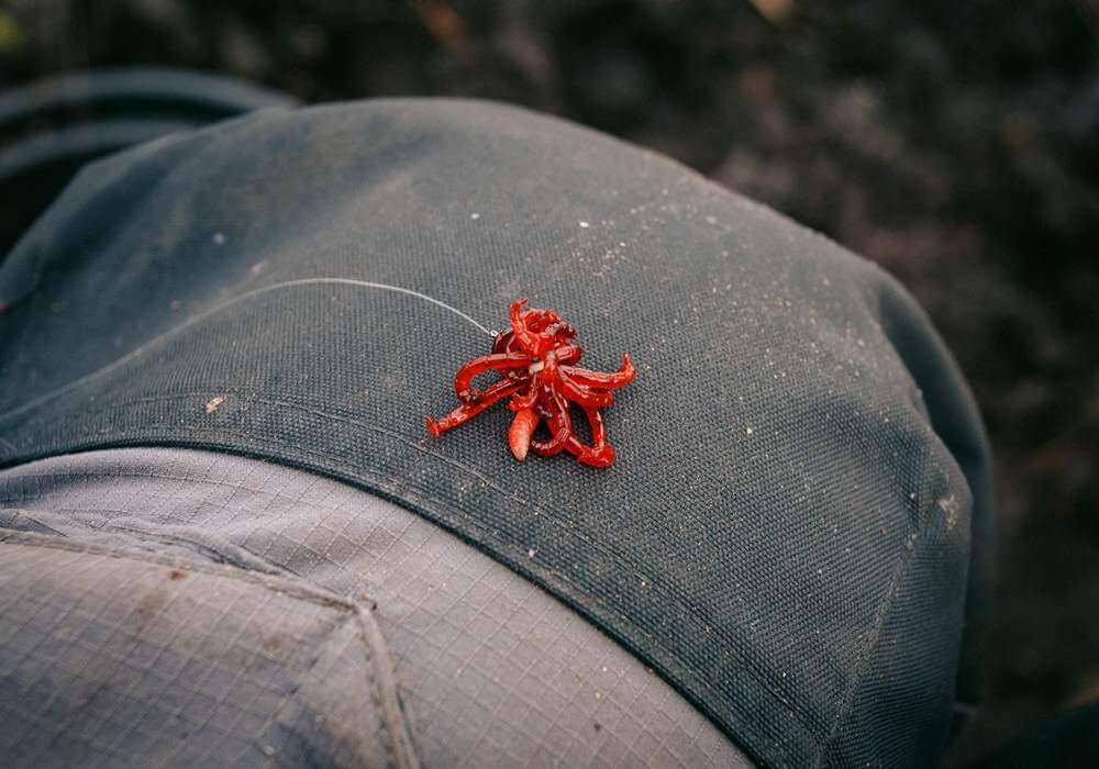 Наживка мотыля на карася весной 