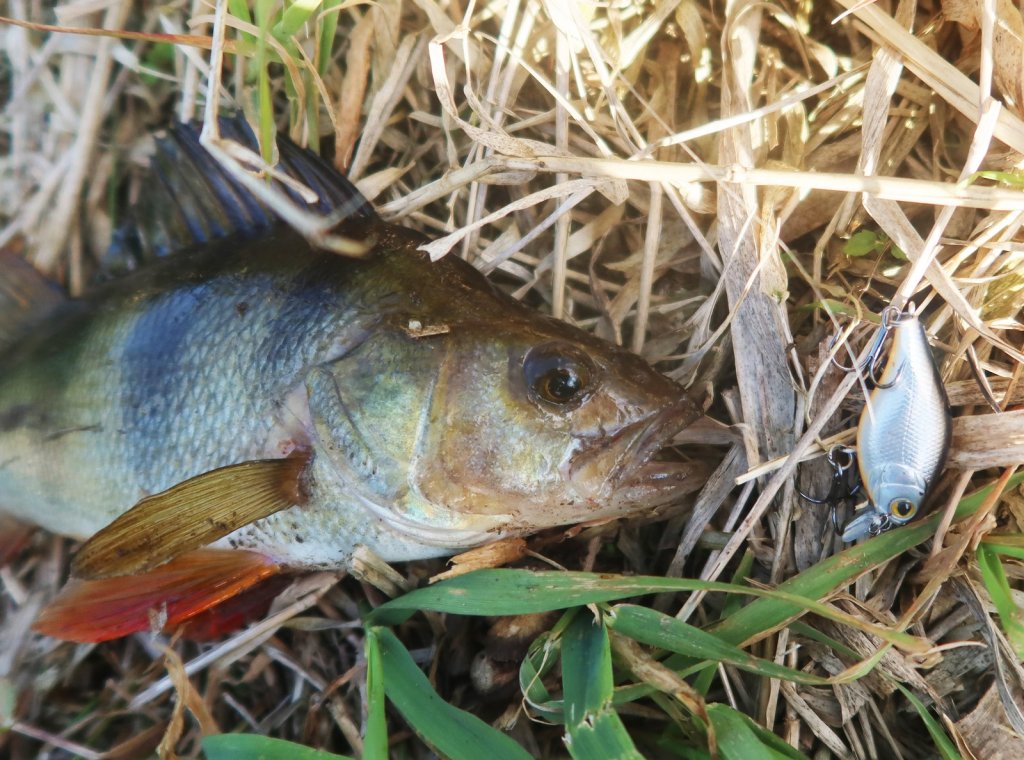 Окунь и воблер-кренк