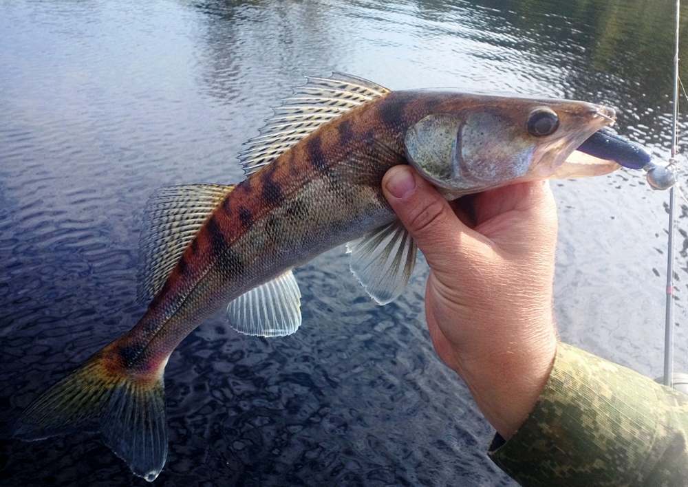 Небольшой судак на джиг