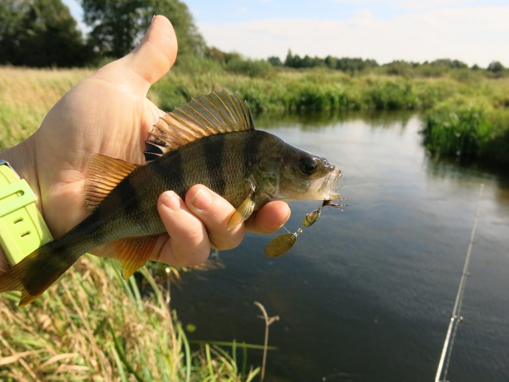 Окунь в руке с вращающейся блесной