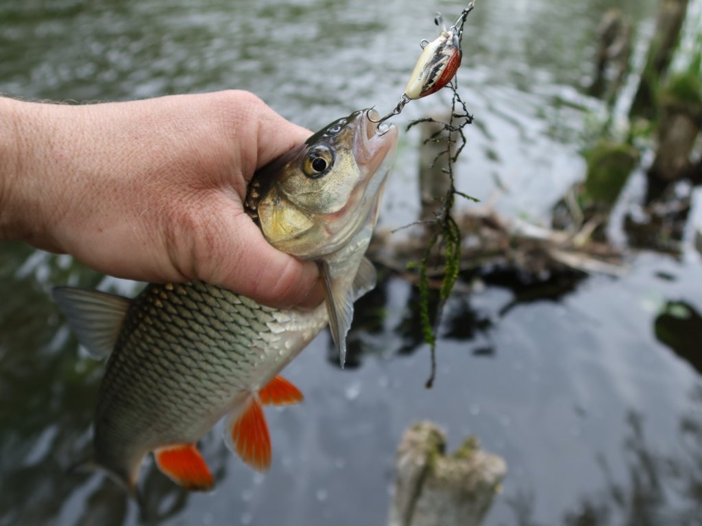 Голавль клюнул на воблер под майского жука