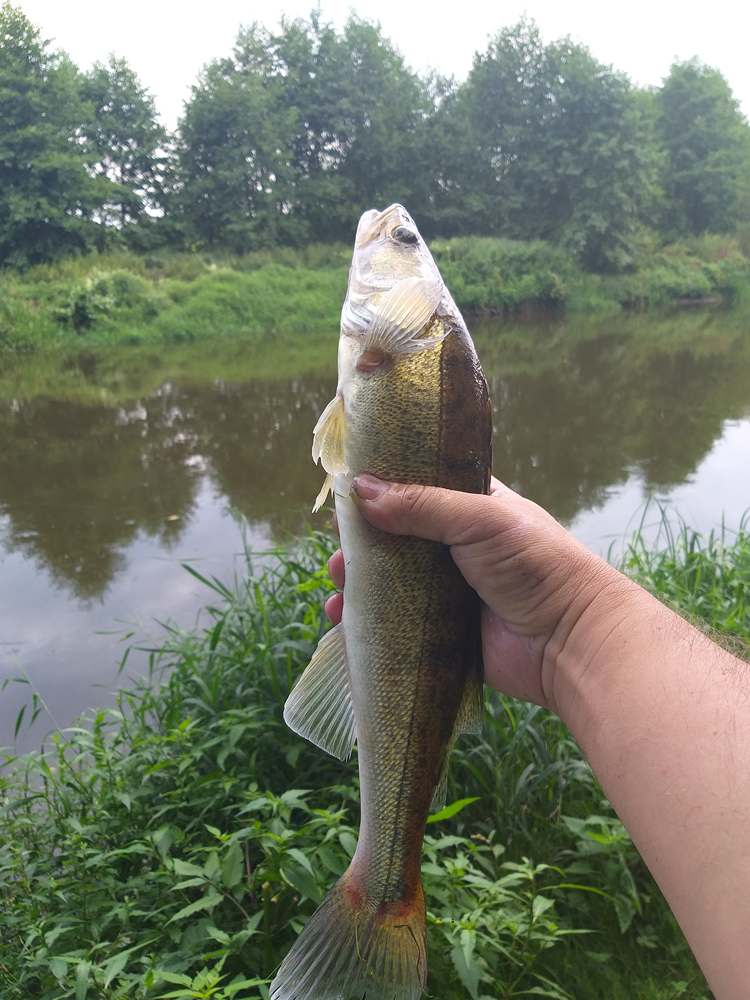 Using_Passive_Lures_in_a_Light_River_Jig_0002.jpg Using_Passive_Lures_in_a_Light_River_Jig_0002.jpg