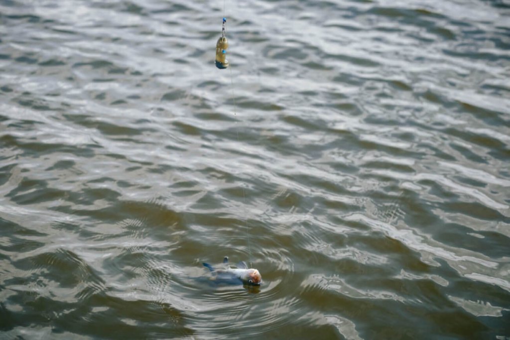 5 советов для весенней рыбалки: когда рыба осторожна Вываживание рыбы фидером