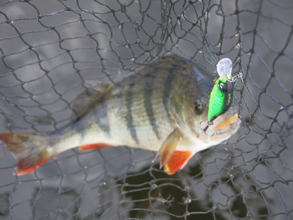 Крупный окунь в подсачеке Крупный окунь в подсачеке