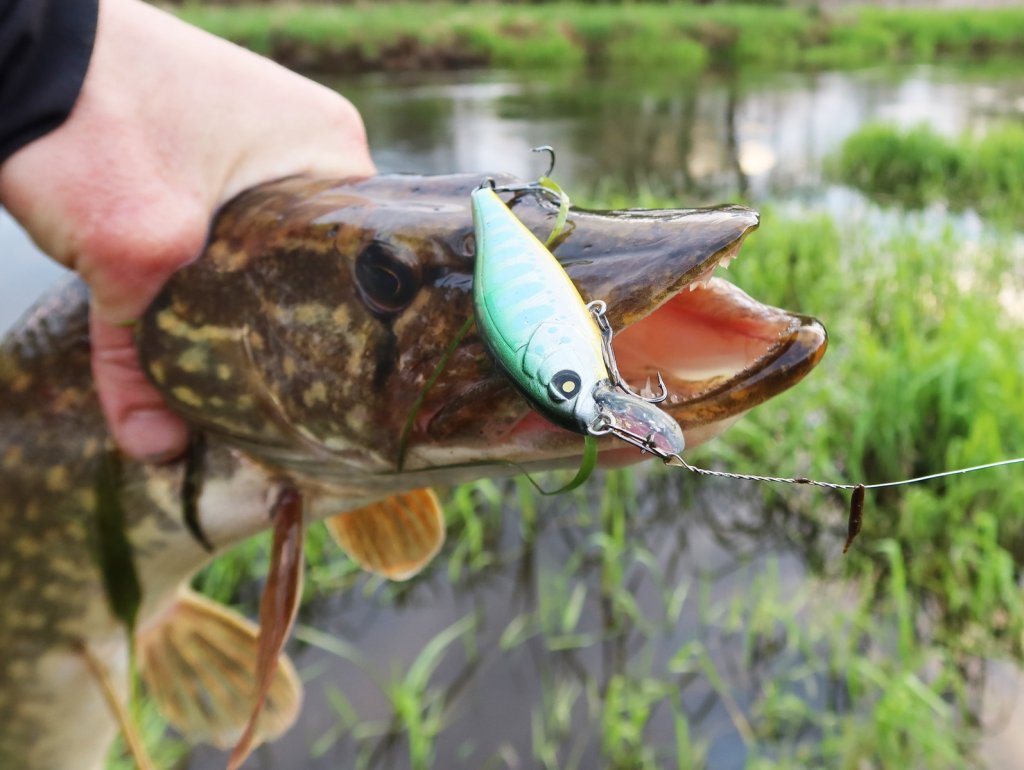 Щука клюнула на воблер