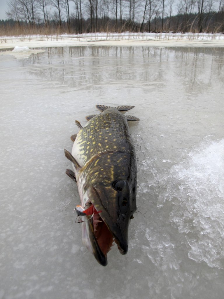 Щука на льду в оттепель