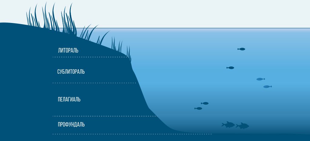 Зональность водоема с указанием названий глубин