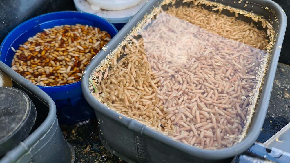 как обездвижить опарыш 0005.JPG