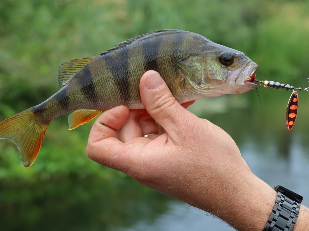 Окунь с медной вращалкой