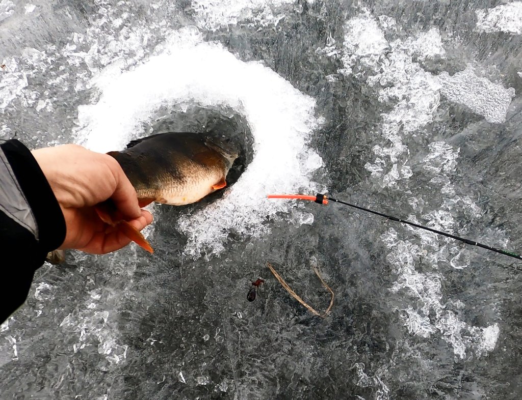 Отпускание окуня зимой в лунку Отпускание окуня зимой в лунку