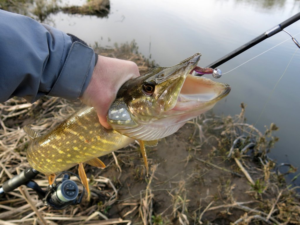 Щука в руке со снастью