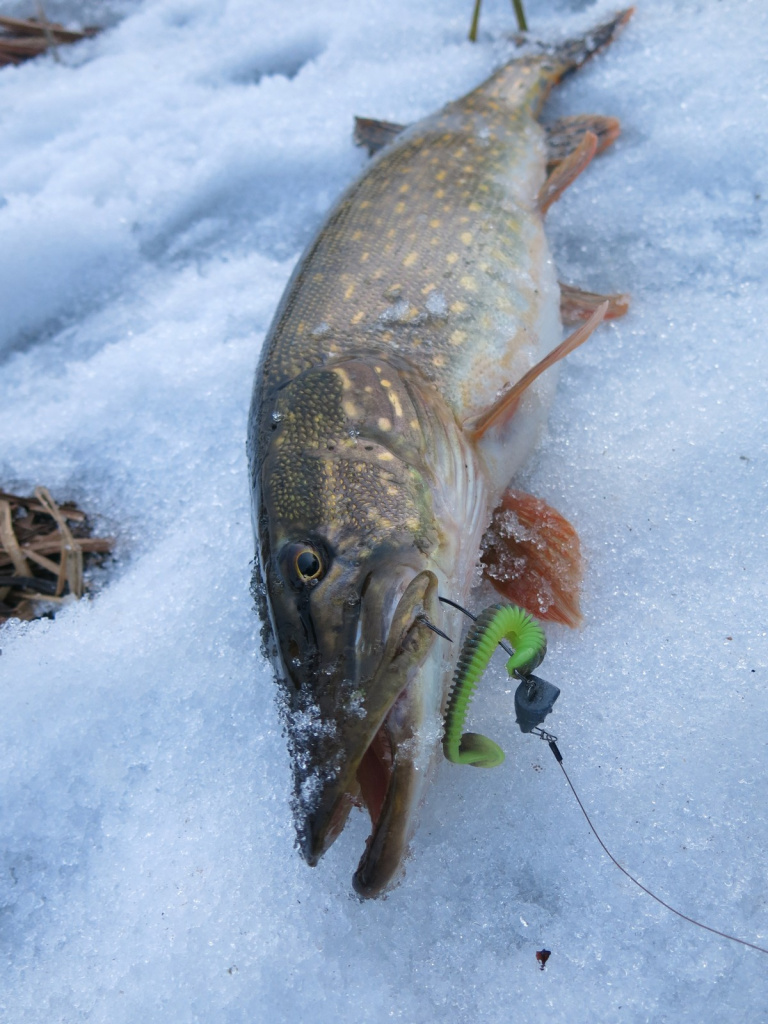 Щука с ярким виброхвостом Lucky John Spark Tail в пасти