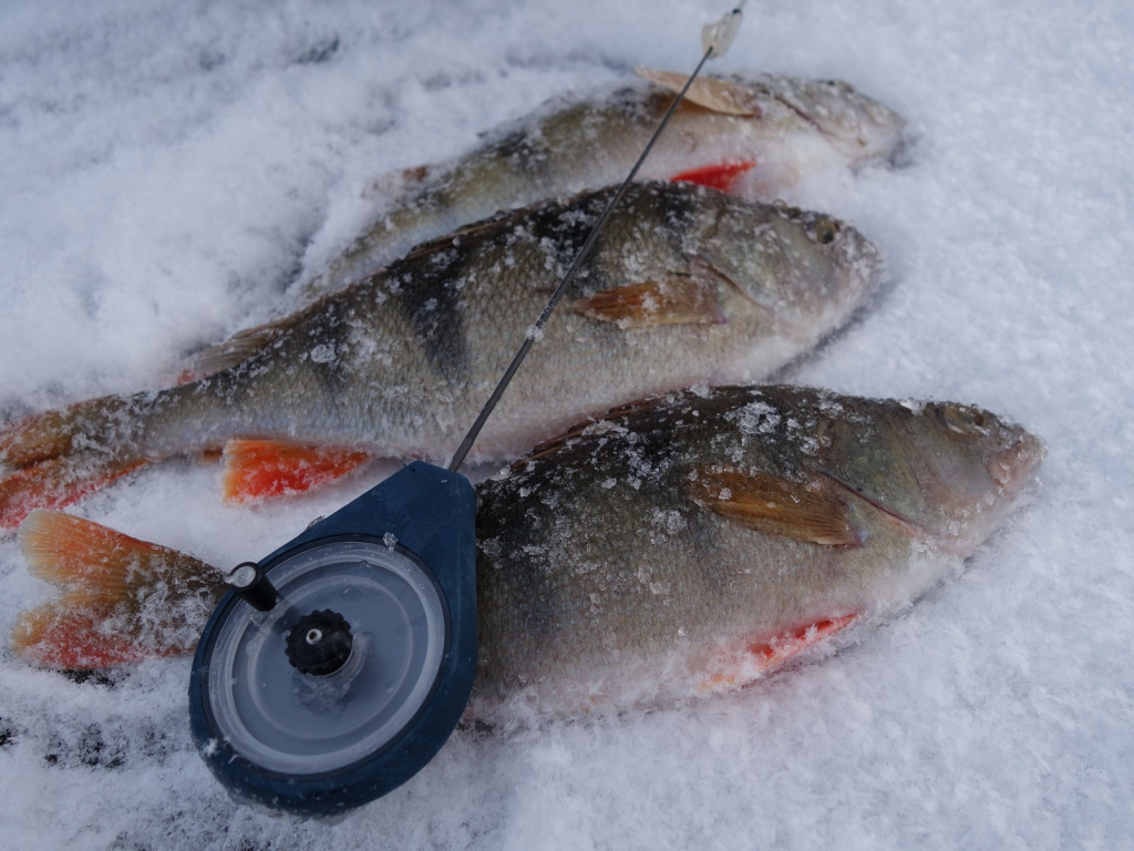 Замерзшие окуни на льду пойманные на безмотылку