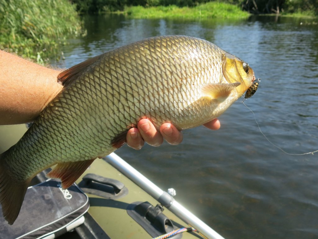 Крупный спиннинговый язь в руке